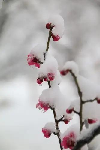 南山公园傲雪红梅
