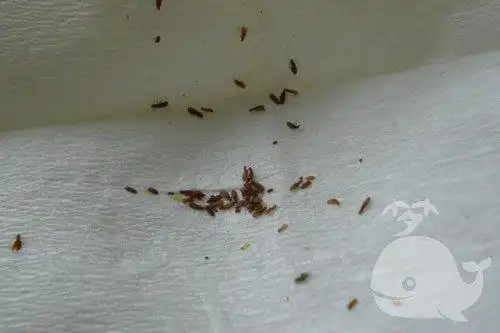 【梦见头上长虱子并掐死】