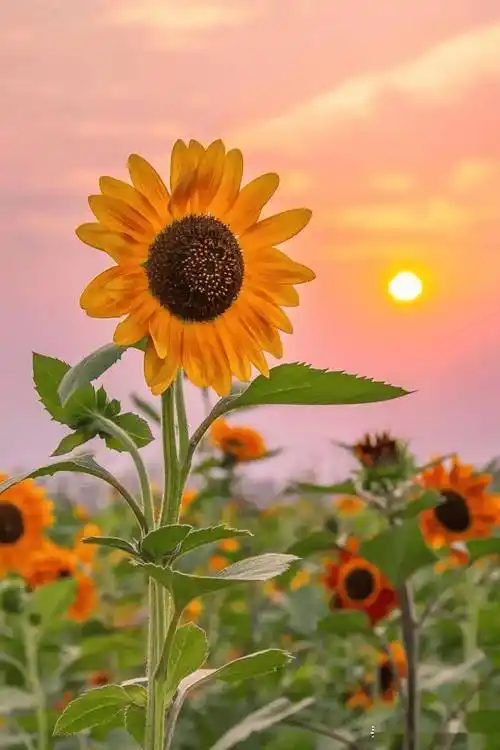 向日葵拍照指南,这么拍就对了!0元秒出大片