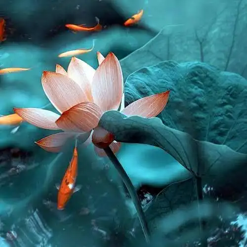 佛系图片头像禅意荷花