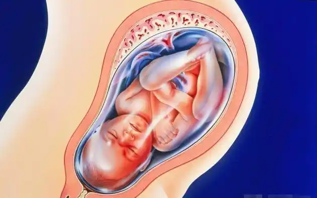 孕妇十月怀胎,这样的"胎儿成长记",读懂从受精卵到胎儿全过程|怀孕