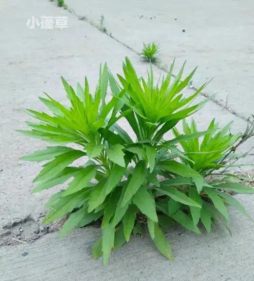 小蓬草