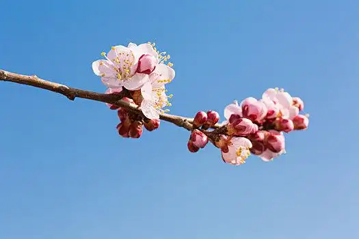 杏花开图片