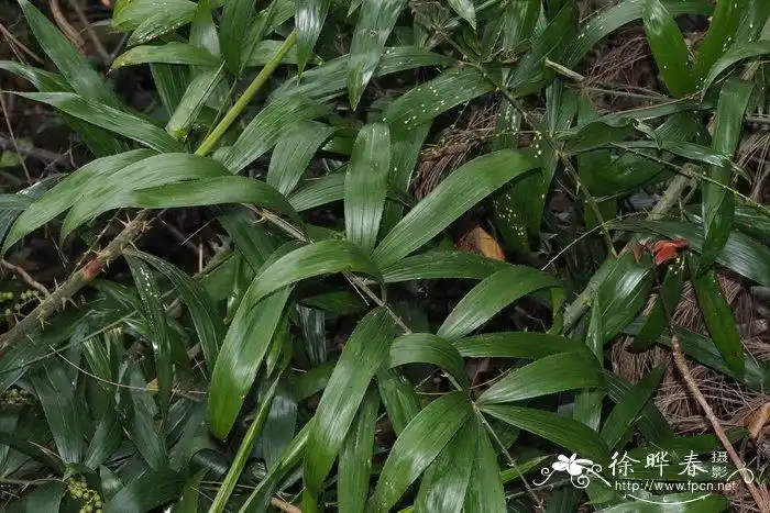 白藤calamustetradactylus