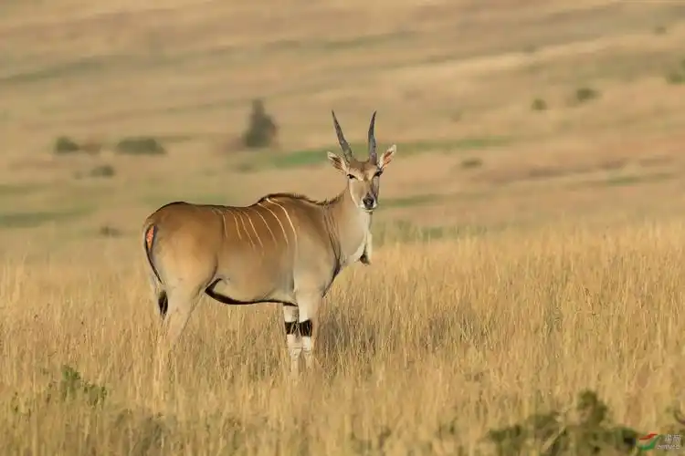 漂亮的伊兰羚祝贺老师佳作荣获首页动物精华