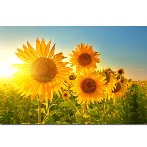 锐姆向日葵田园风光唯美风景画太阳花植物花卉居家儿童房间装饰墙贴画