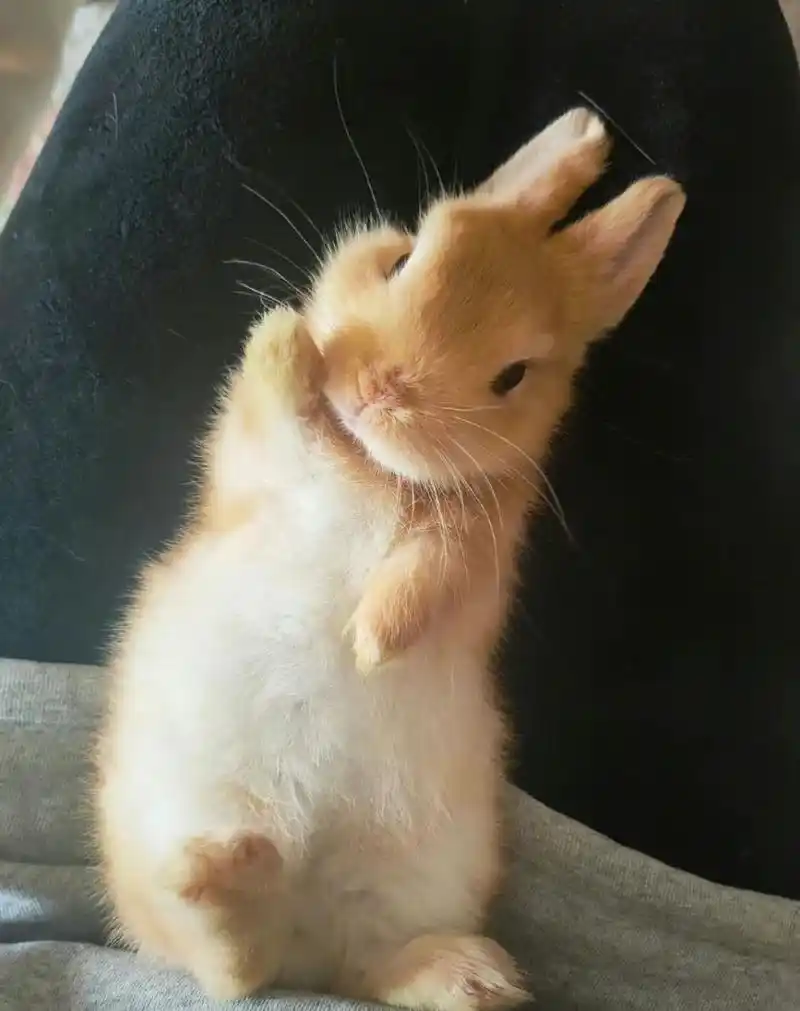 "啊,这小短手,这小歪头表情,可爱极了.