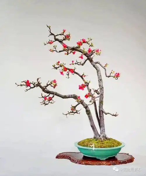 意象画面里的精神影像——赏赵庆泉贴梗海棠盆景"春晖"