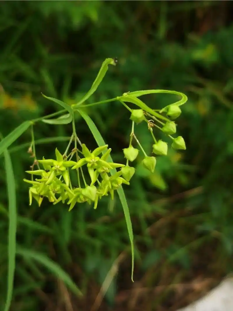 每日认识一味中药——徐长卿 【药用部位】萝藦科植物徐长卿的干燥根
