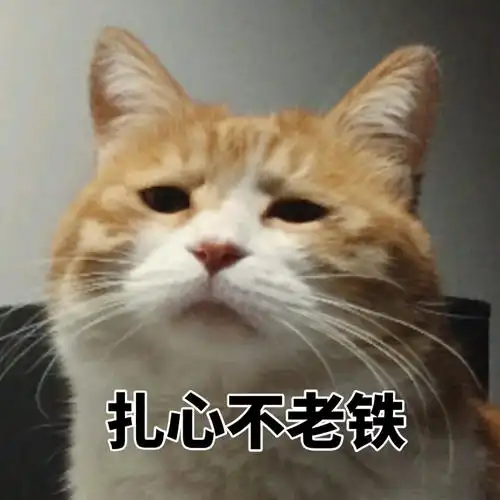 扎心不老铁喵星人