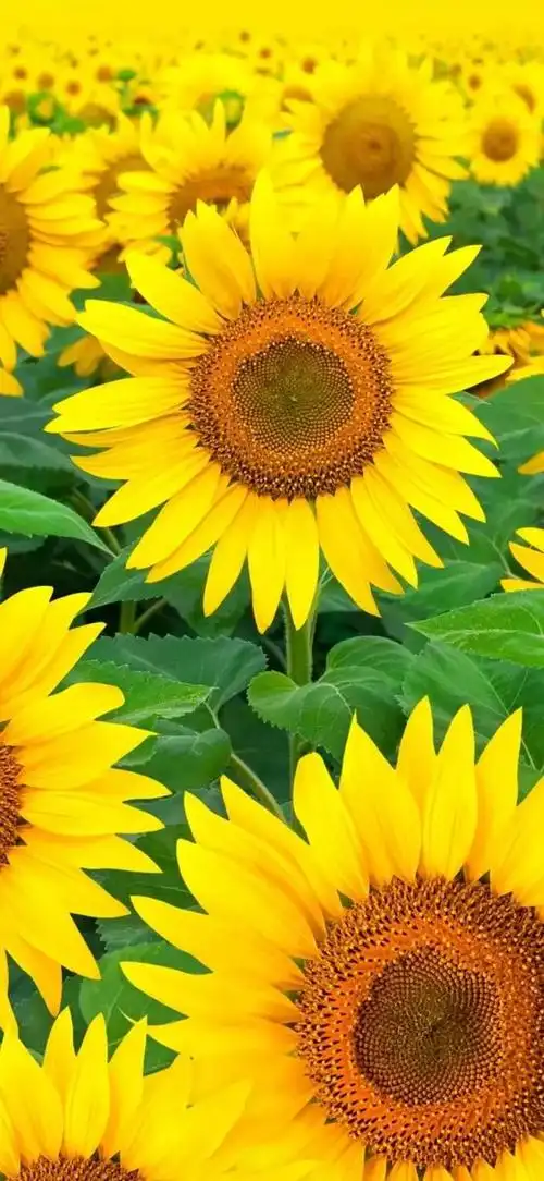 向阳而生,唯美的向日葵壁纸,全屏高清无水印_网易订阅