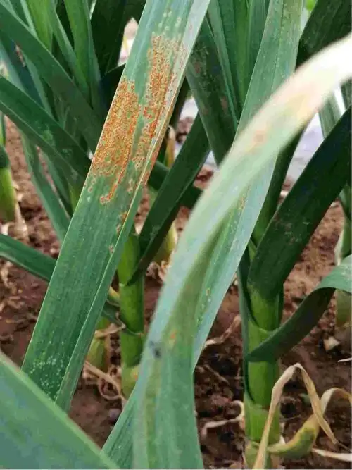 老师您好大蒜这样是什么病呀该怎么治