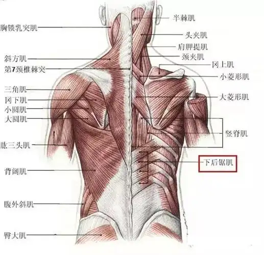 下后锯肌在背阔肌的深面,竖脊肌的浅面,为背肌的第3层肌.