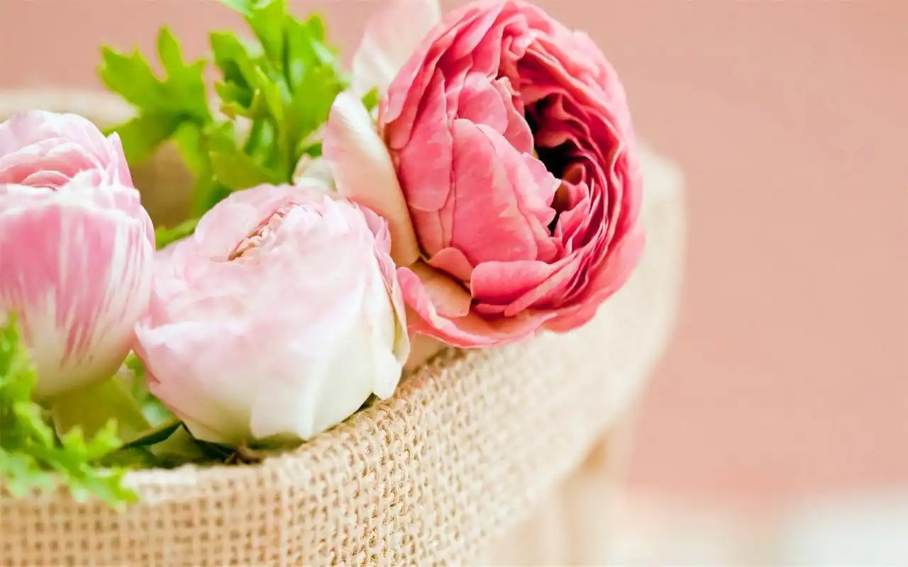 小清新清爽简洁电脑桌面壁纸 _ 图片网