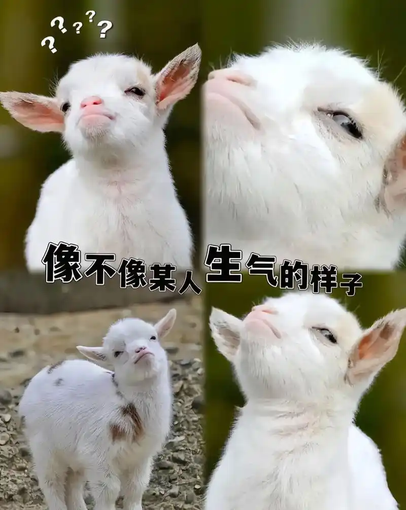 羊驼表情包.像不像某人生气的时候98 #动物的迷惑行为 #神 - 抖音
