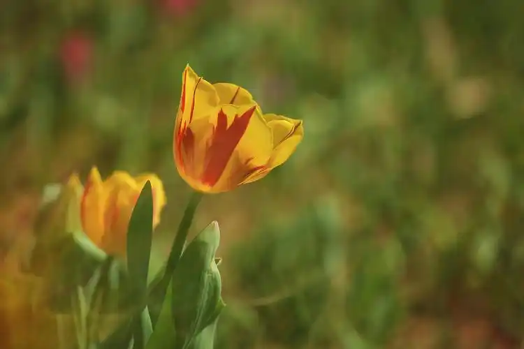 2021郁金香之梦 - 石山猫 - 图虫