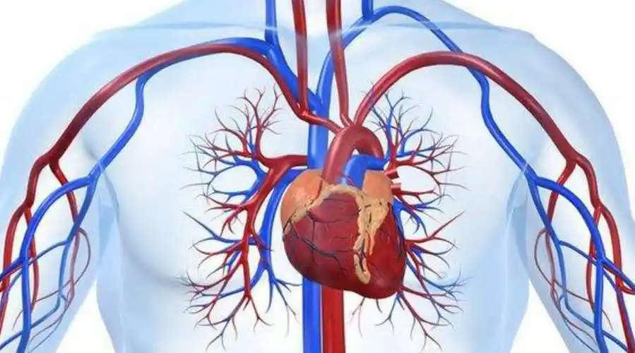 先心病的孩子只占1/7,因此,家长不必听见小儿出现心脏杂音就过度惊慌