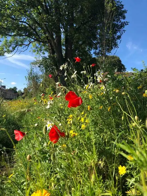 春天鲜花盛开的季节,生活美好,享受大自然的温暖,生生不息的花草树木