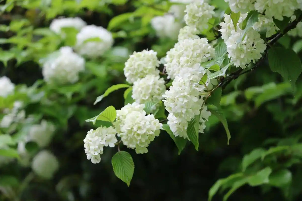 深山里的绣球花开了