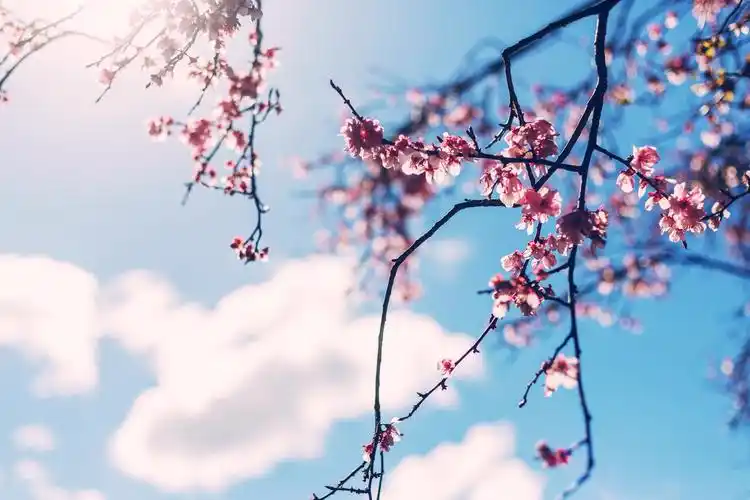 踏春,感受春天的味道