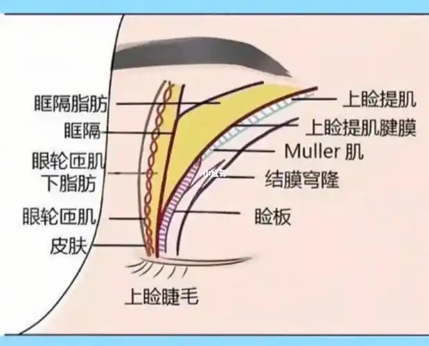 什么是去皮去脂02