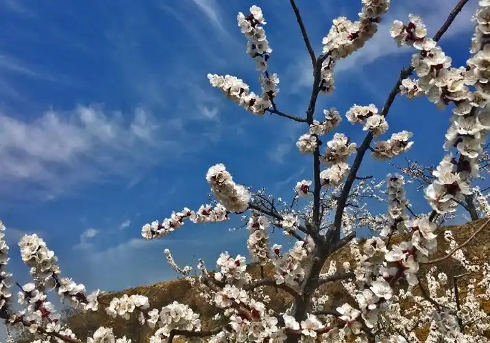 大荔早春二月杏花开:"满沟春色看不够,一枝红杏出墙来"(李世居】