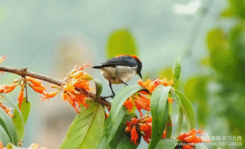 百幅动态花鸟图,请欣赏!(6)
