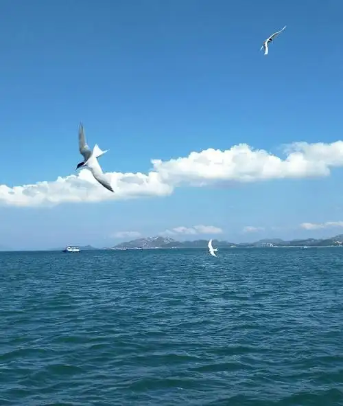 蓝天白云下的海鸥好美呀!