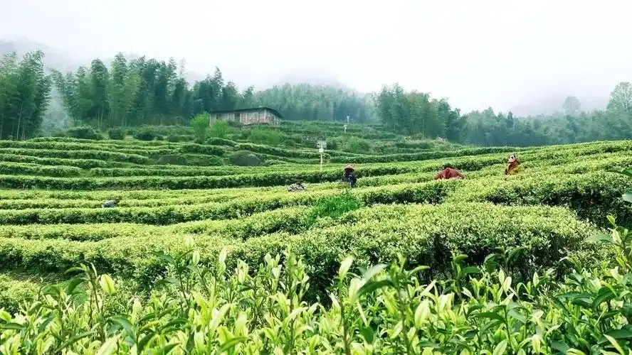 四周山风徐徐,嫩芽轻晃南惹古村背靠明月金片茶园还有朦胧的远山竹林