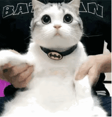 可爱猫咪gif表情包