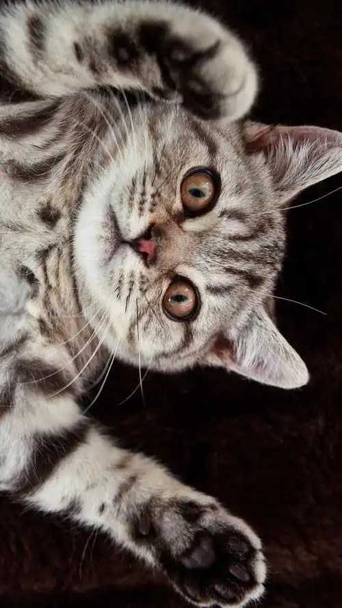 首页 动物与鸟 猫咪iphone 壁纸:750x1334 (iphone 8/7/6/6s)