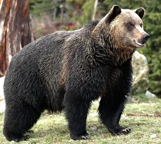 熊的王国 加拿大不列颠哥伦比亚观熊记