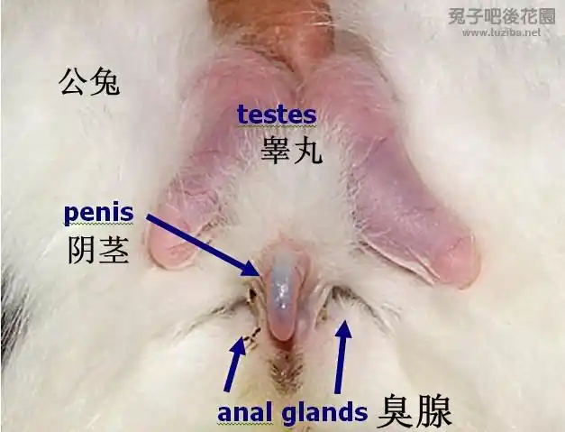 兔子如何分辨雌雄?
