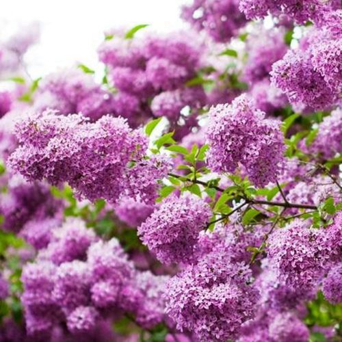 花树苗庭院绿化丁香树苗盆栽地栽白花紫花树苗四季开花耐寒耐 粉丁香