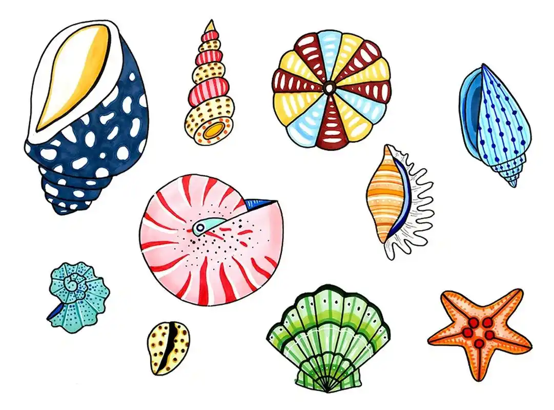 儿童画教学,海边的贝壳教学 欣赏贝壳的图片或实物,感受贝壳的形状和