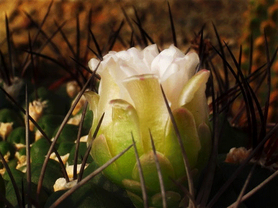 550_412gif 动态图 动图