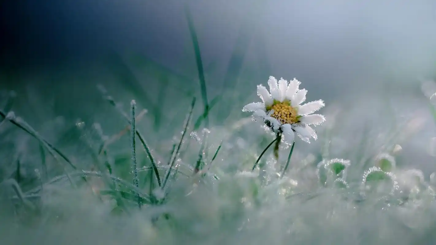 护眼冰冻植物高清桌面壁纸高清大图预览1920x1080_植物壁纸下载_美桌