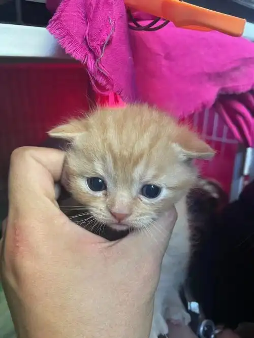 免费领养橘猫和英短的串串