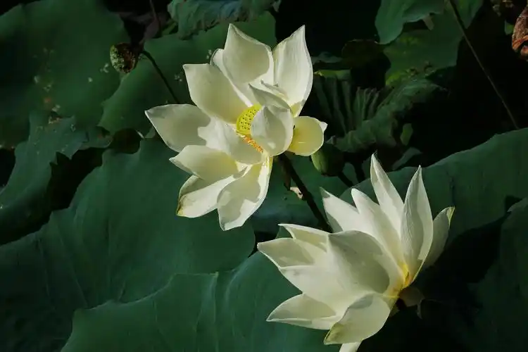 七月荷塘景色新 李启毅拍摄于2020年