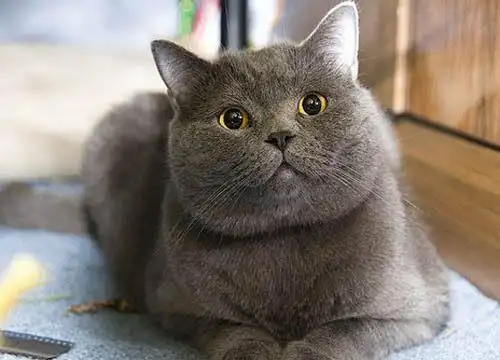 英国短毛猫掉毛很严重怎么办,有什么方法可以减少英国短毛猫掉毛