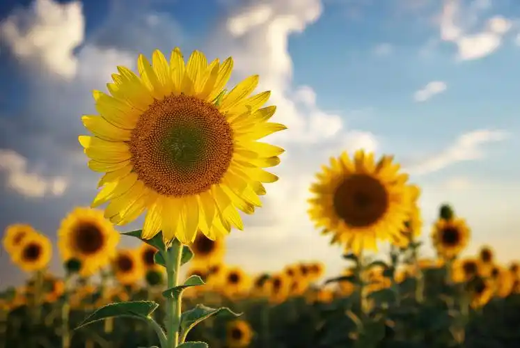 积极向上的图片