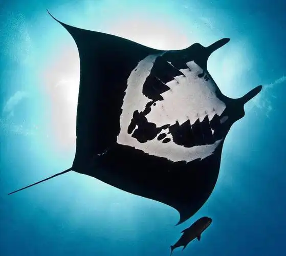 manta鱼就是魔鬼鱼吗(深海manta是什么鱼)(图2)