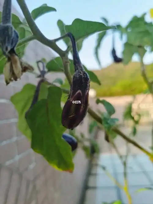 自家的茄子开花结果