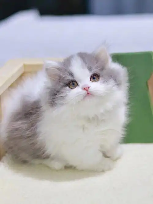 蓝白拿破仑矮脚弟弟找新家咯