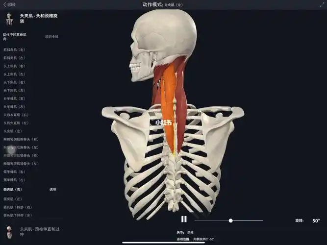 颈肩酸痛头夹肌颈夹肌2分钟详解
