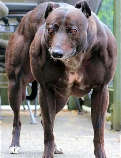 拥有蓝牛一样的异变 "巨狗悲伤的世界你们不懂"_手机搜狐网