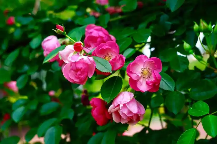 五月的花朵绽放美丽动人