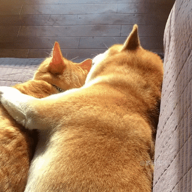 女主播和屏幕里的不一样 这就是套路的动态图