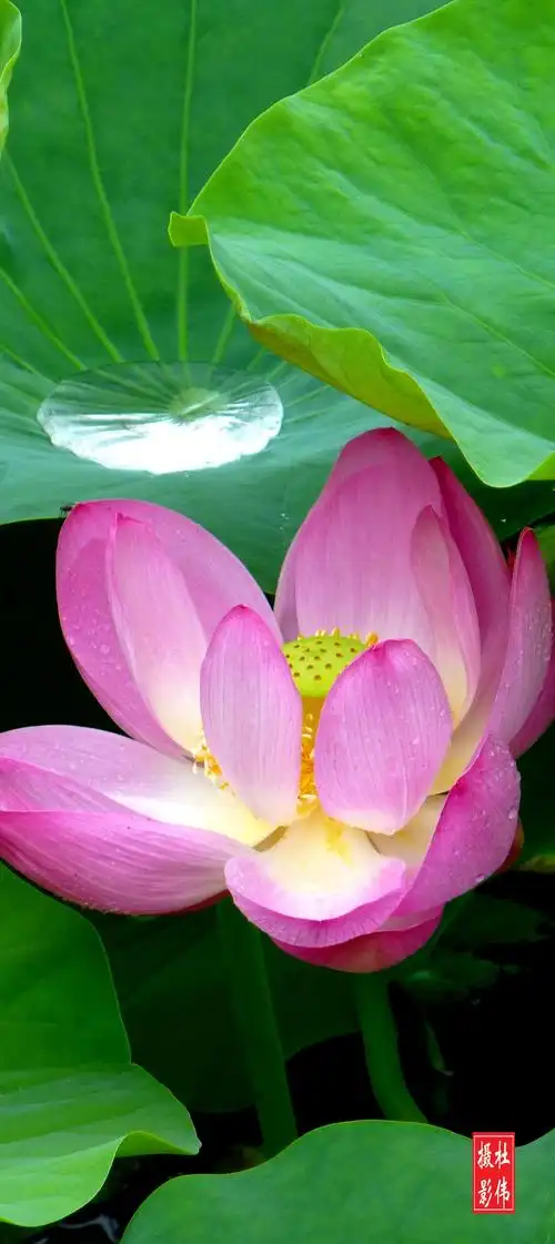 《荷花绽放迎蜂来露珠落满荷花开》原创