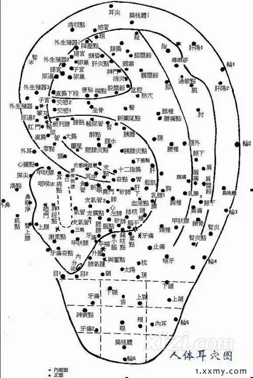 耳朵穴位图